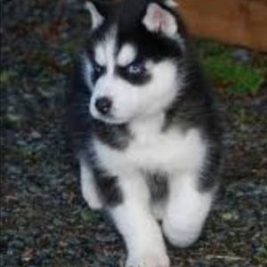 Meet your Posher, Jacqueline